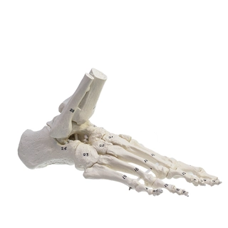 Skjelettfot m/bevegelige ledd med tall