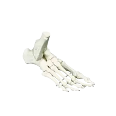 Skjelettfot m/bevegelige ledd uten tall