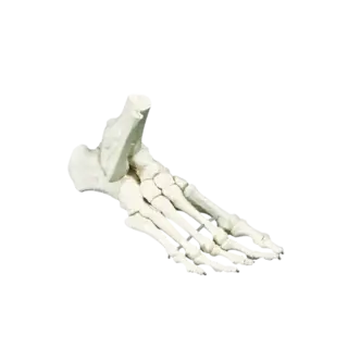 Skjelettfot m/bevegelige ledd uten tall