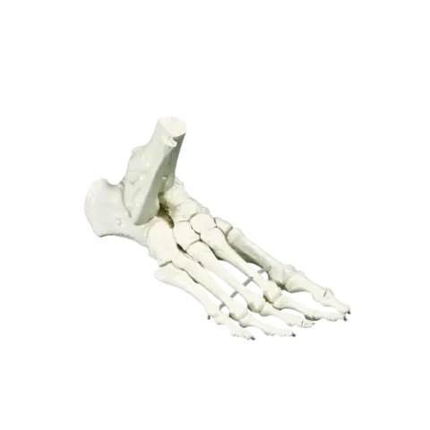 Skjelettfot m/bevegelige ledd uten tall 